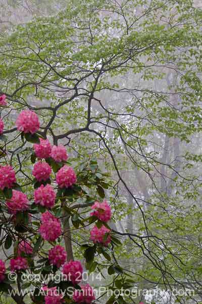 Rhododendron on a Foggy Morning